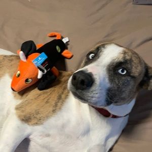 Devil Dachshund Light Up Toy